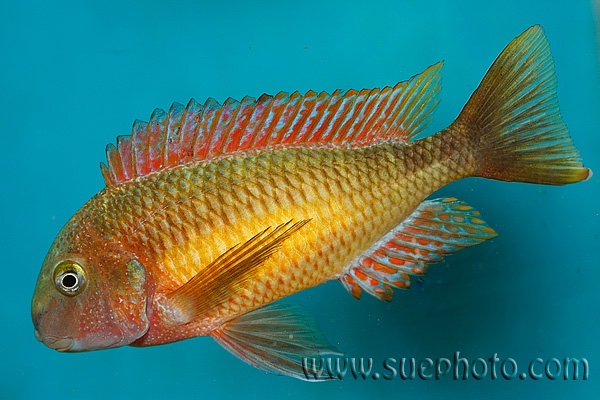 Tropheus moorii 'Kasanga'